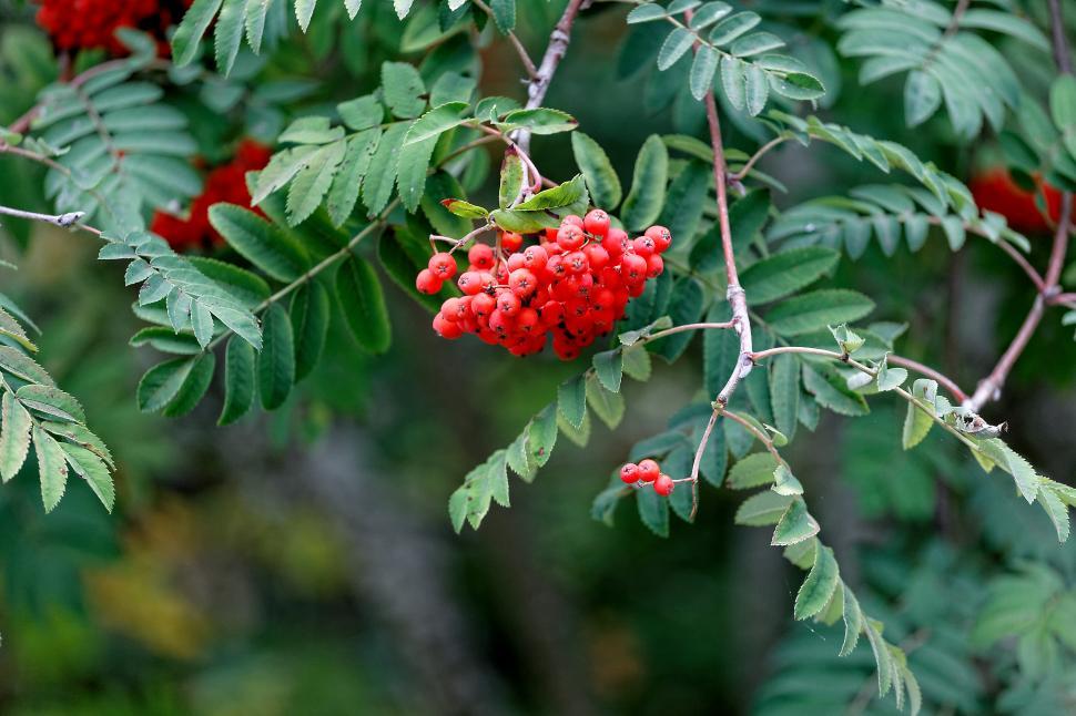 Free Image of Red berries  