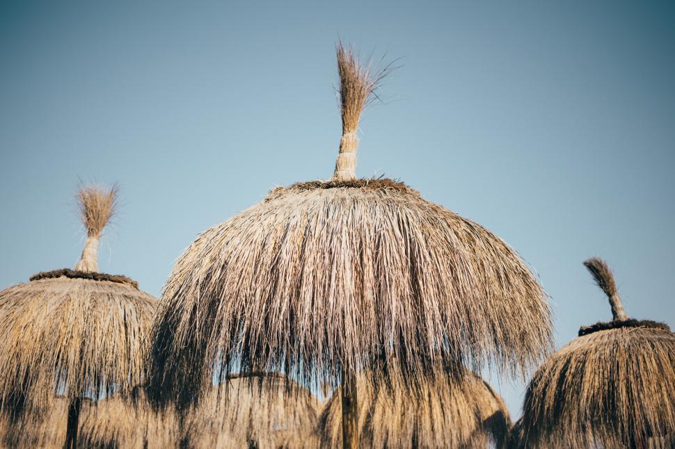 Free Image of Dry grass umbrellas 