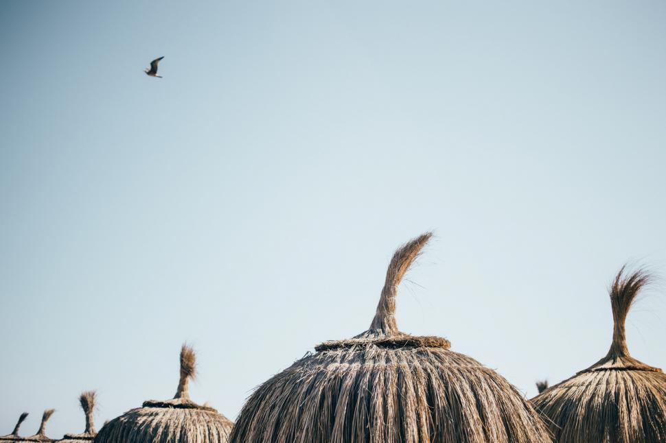 Free Image of Dry grass umbrellas 