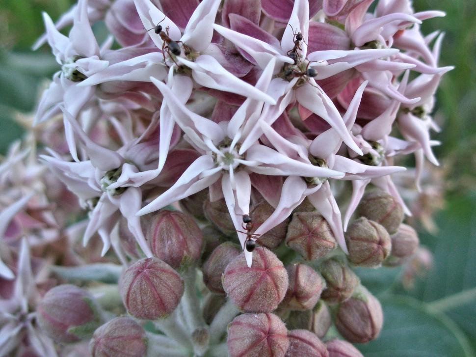 Free Image of Ants on a Milkweed Flower 