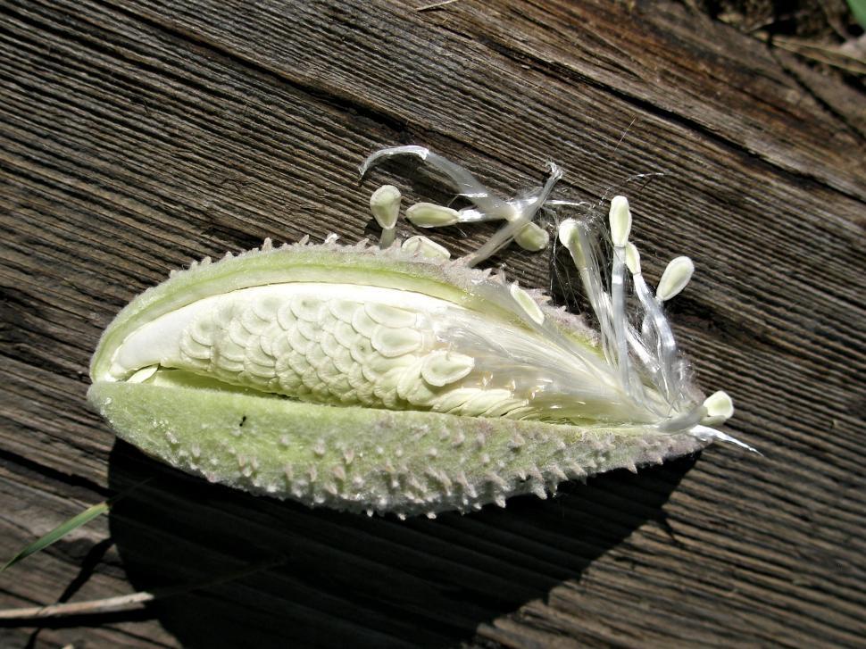Free Image of Milkweed Seed Pod 