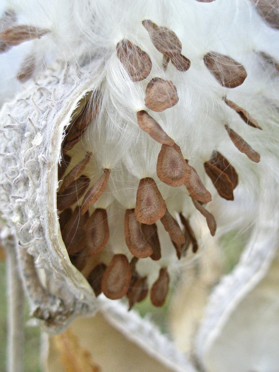 Free Image of Milkweed Seeds 