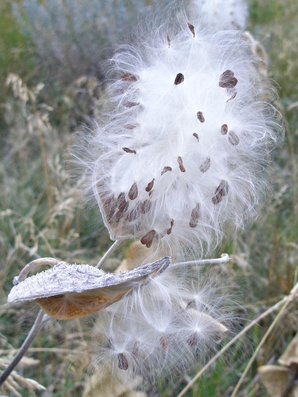 Free Image of Milkweed Seeds Leaving Pods 