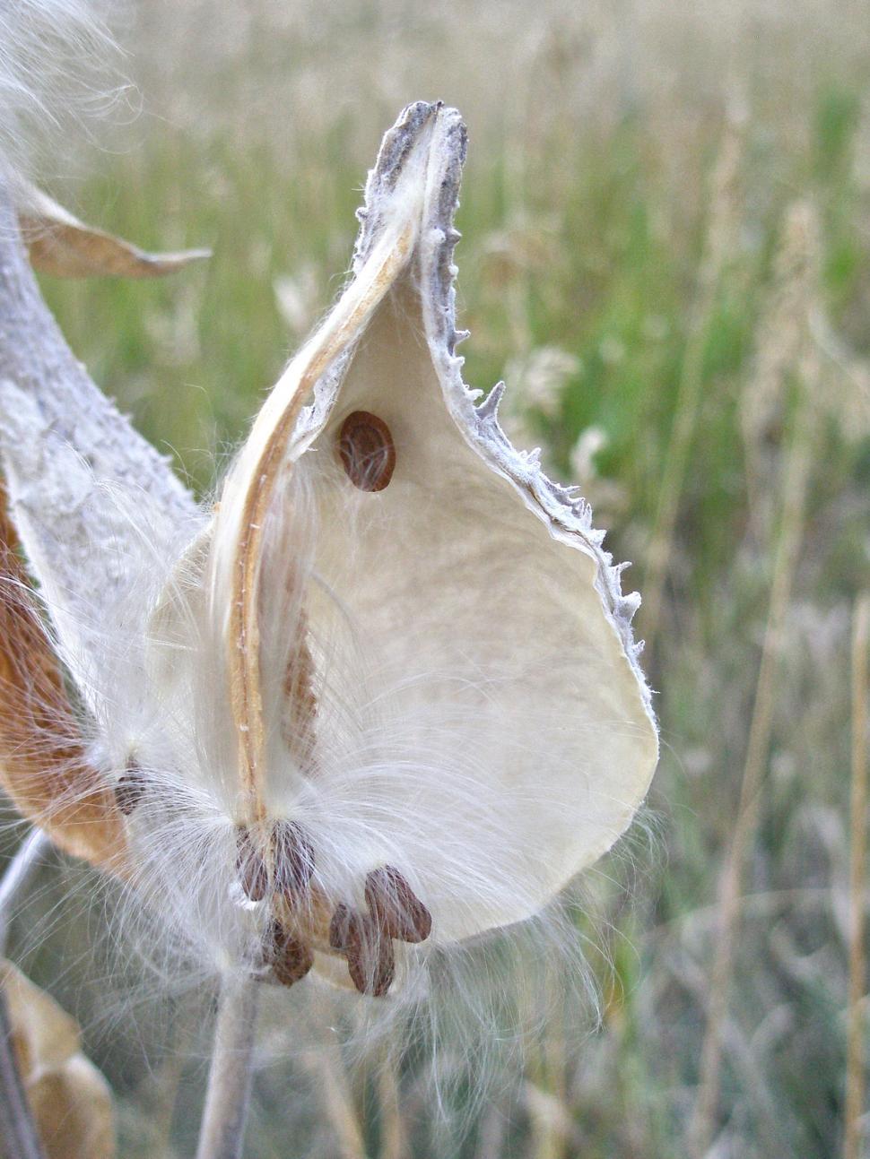 Free Image of Milkweed Seeds Empty Pod 