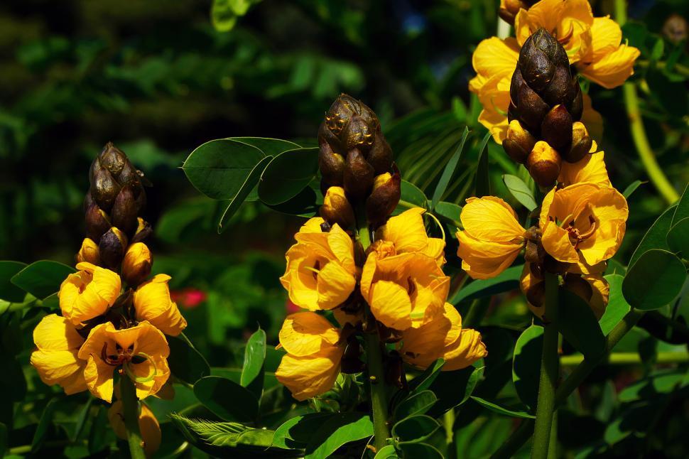 Free Image of Popcorn Plant Flowers 