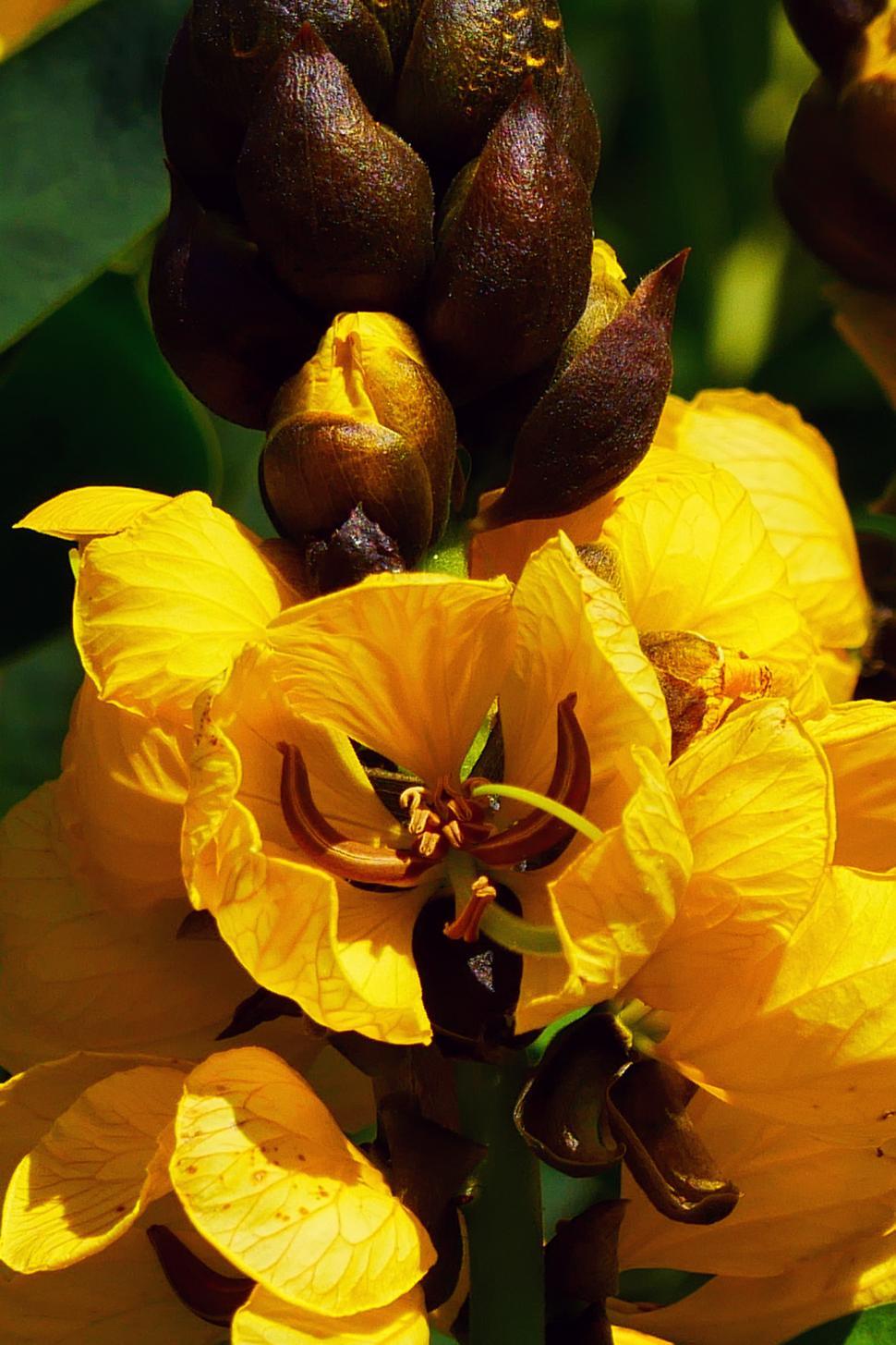 Free Image of Popcorn Plant 