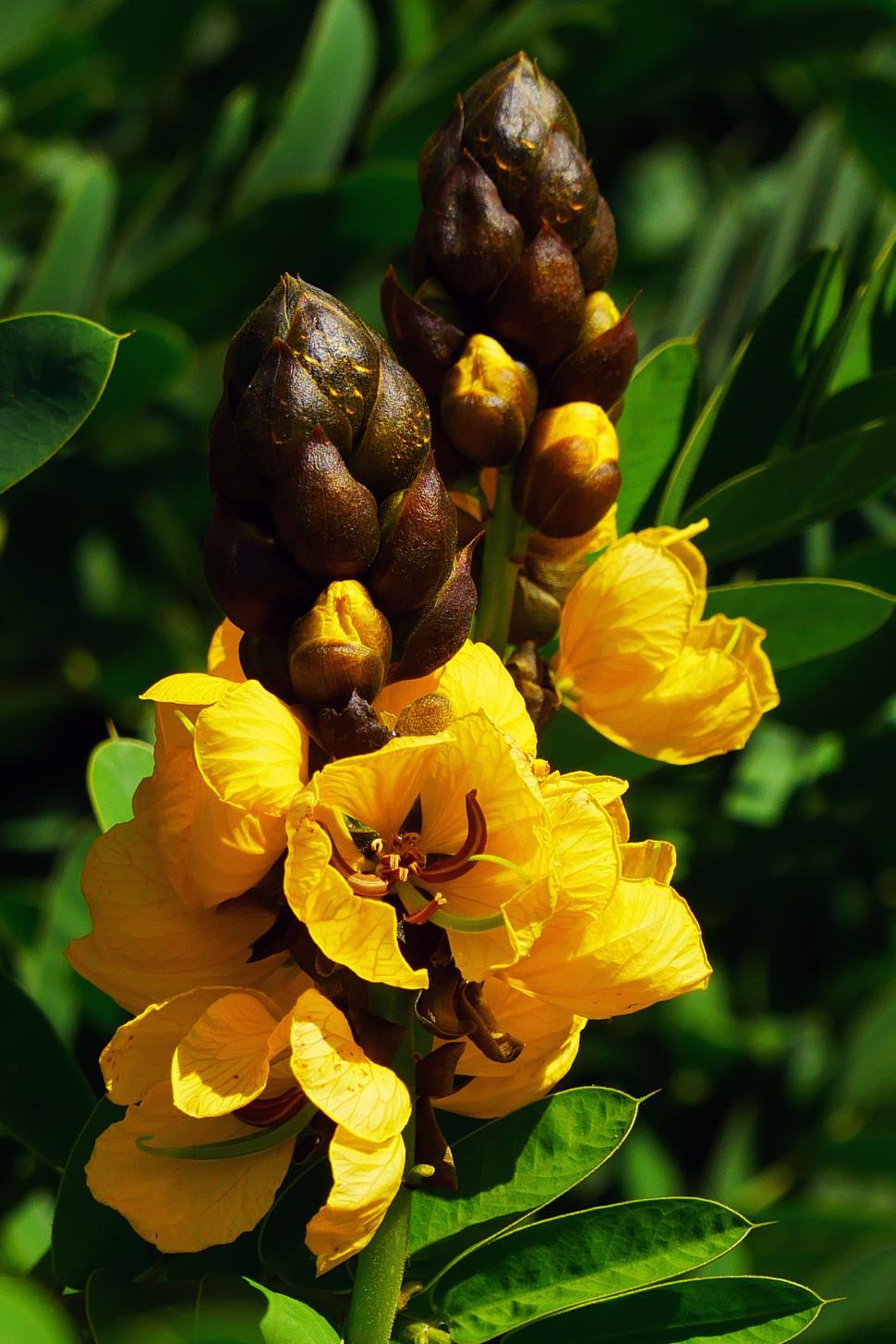 Free Image of Popcorn Plant Blooms 