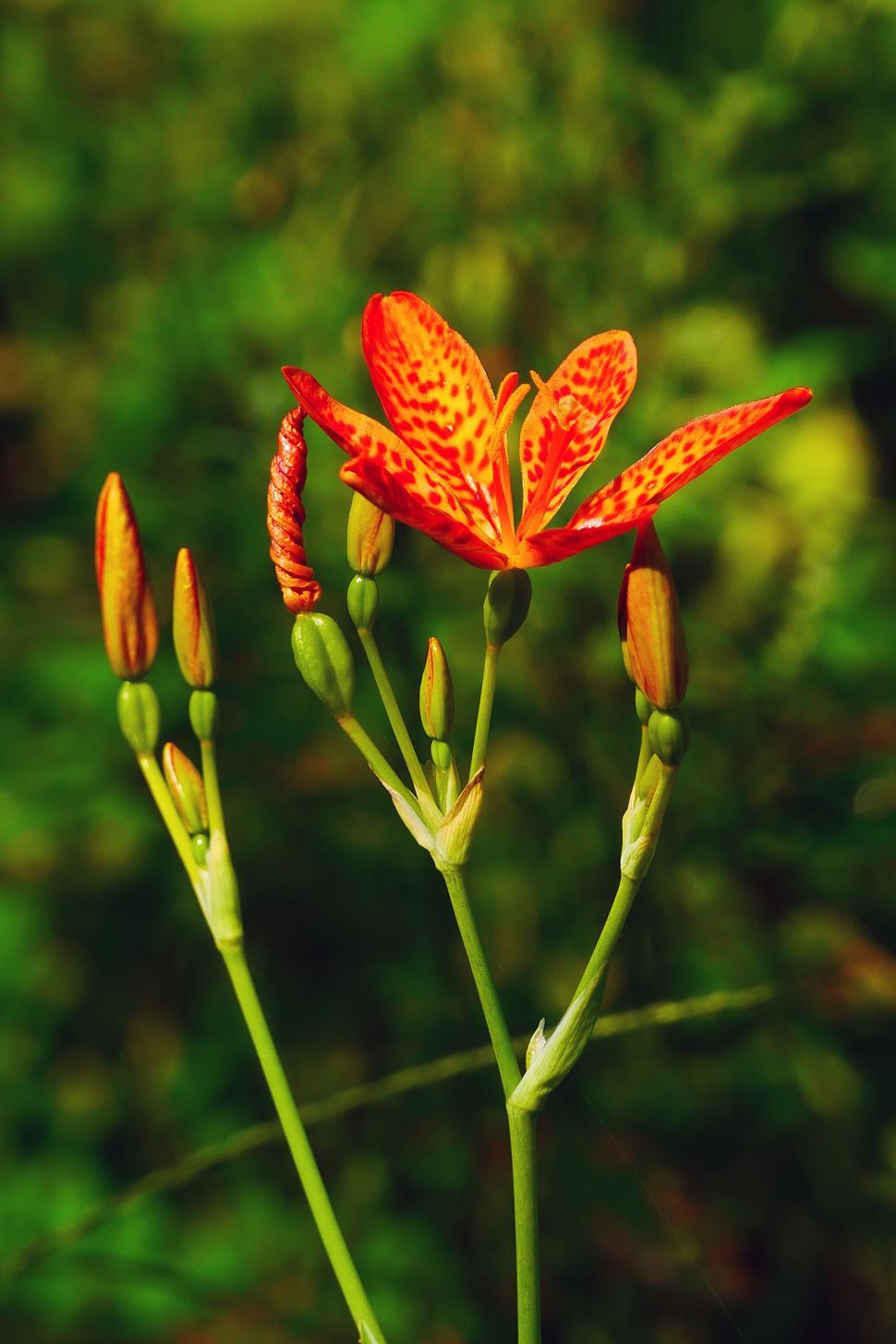 Free Image of Leopard Flower, Bud, Pods 