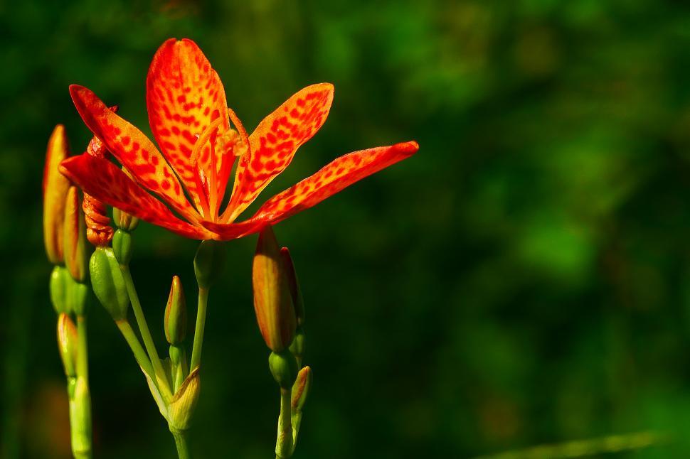 Free Image of Leopard Flower, Bud, Pods 