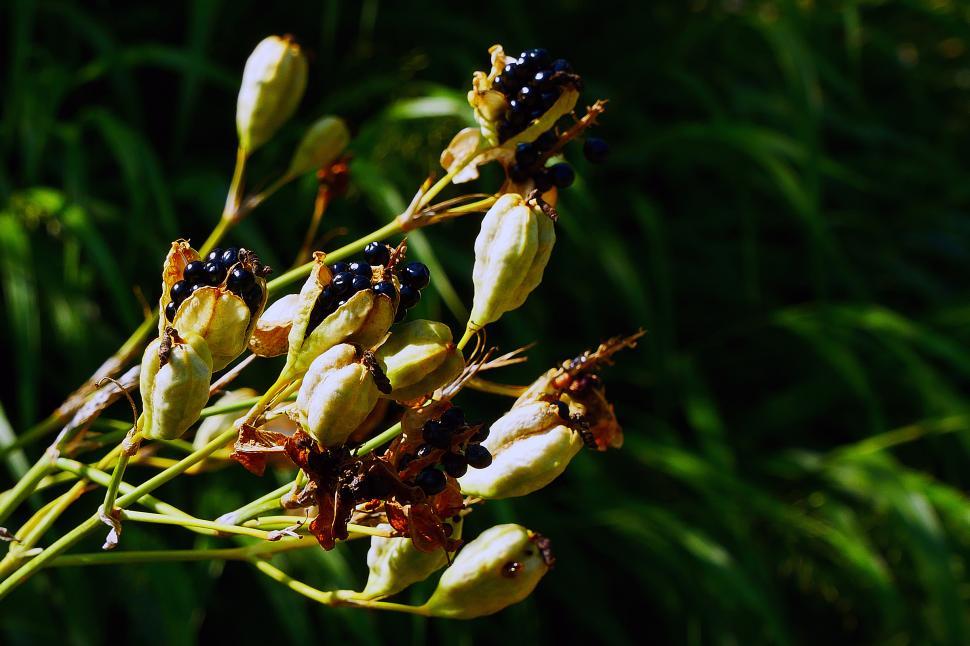 Free Image of Leopard Flower Seed Pods 