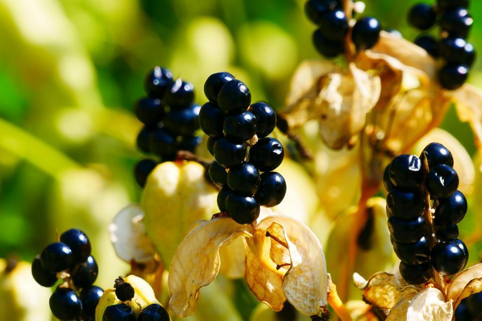 Free Image of Leopard Berry Seeds 