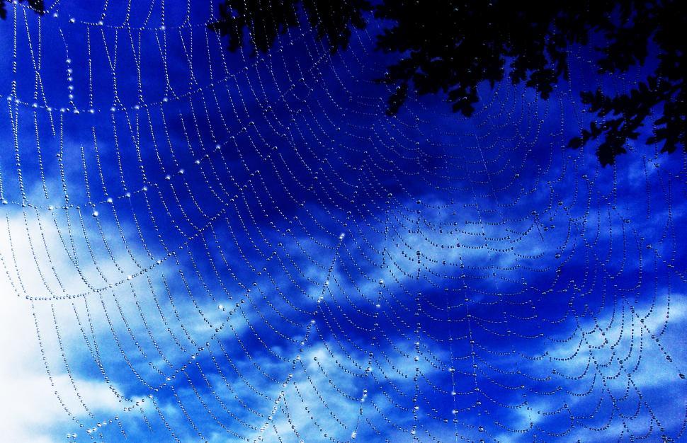Free Image of Dew Drops On Spider Web - A New Morning 