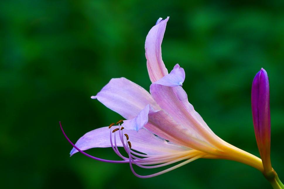 Free Image of Surprise Lily 
