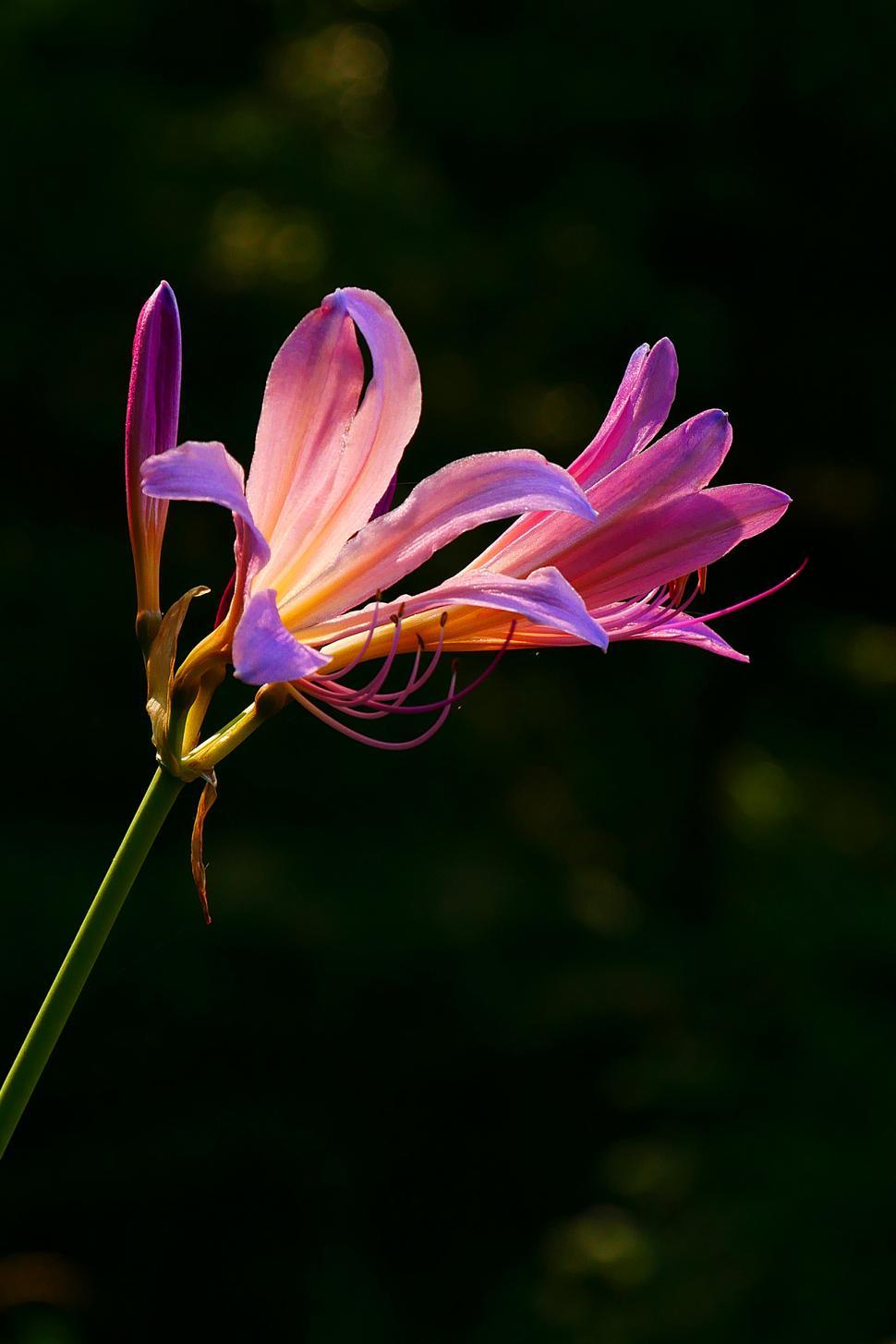 Free Image of Lycoris squamigera Blooms 