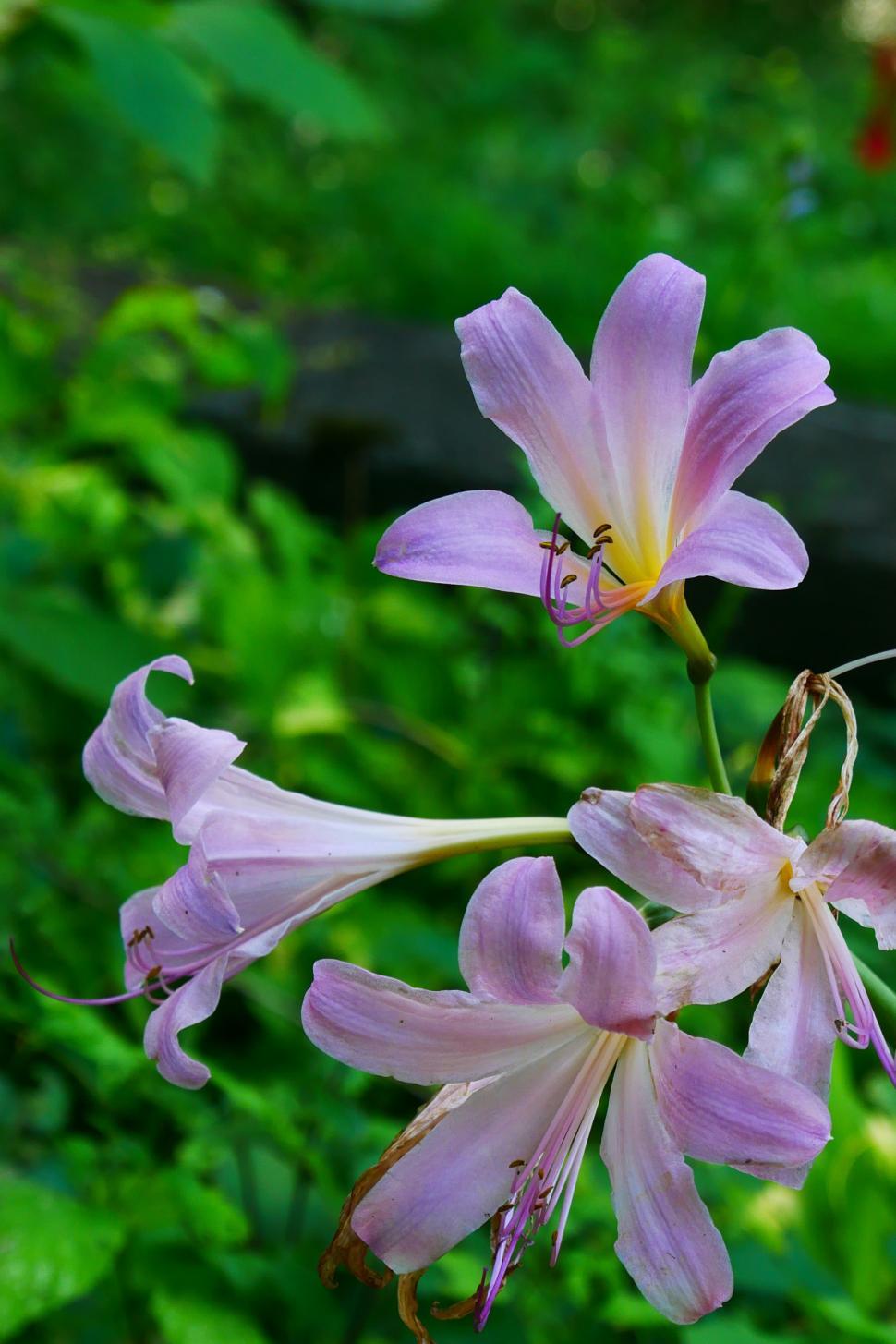 Free Image of Group of Surprise Lily Flowers 