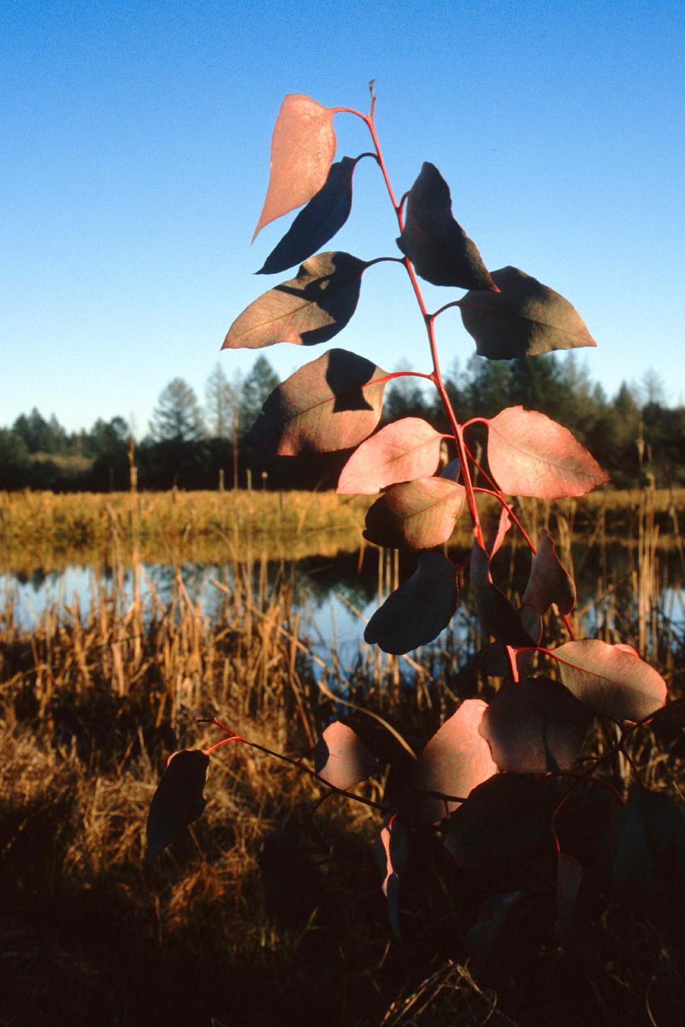 Free Image of Leaves in the shadows 