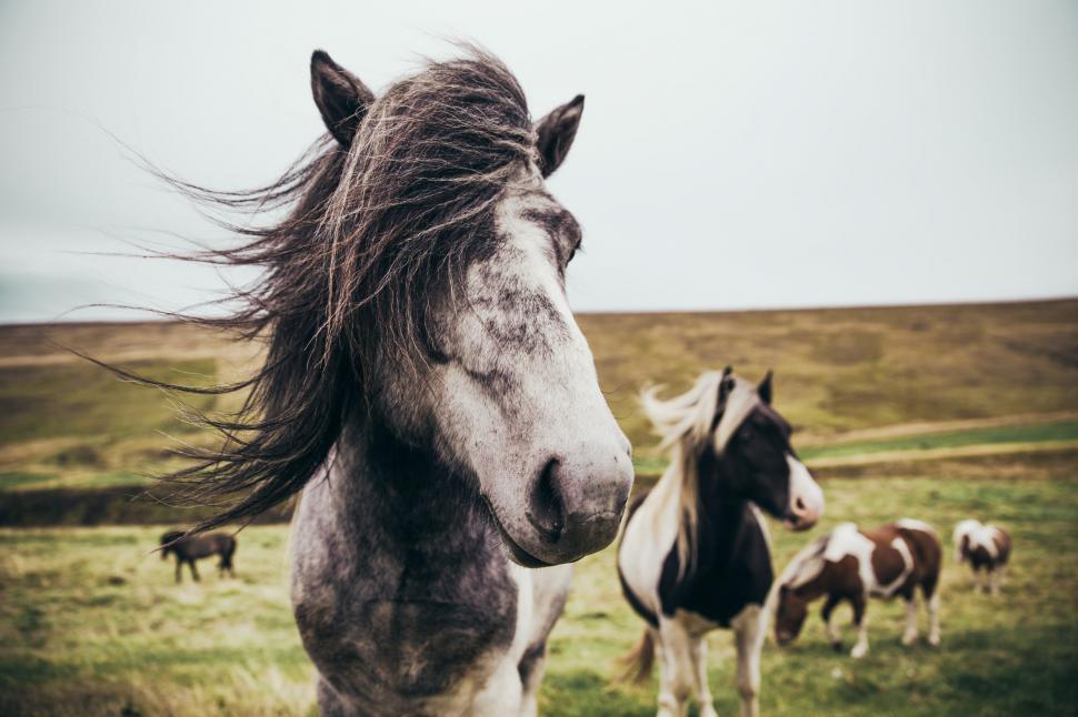 Free Image of Long haired horses in the field 