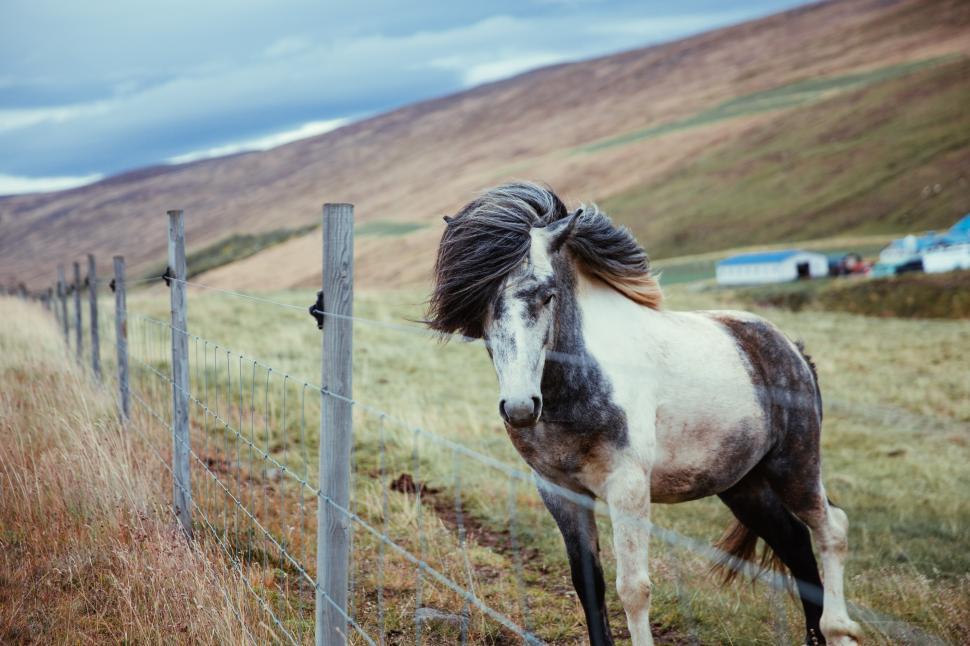 Free Image of A long haired horse standing by fence 