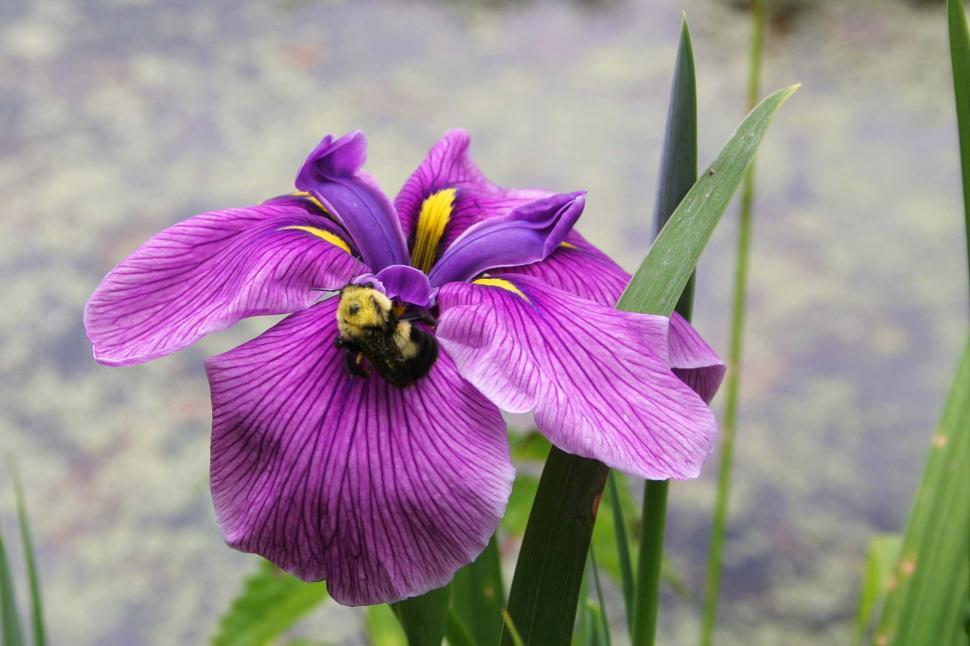 Free Image of Purple Flower With Bee 