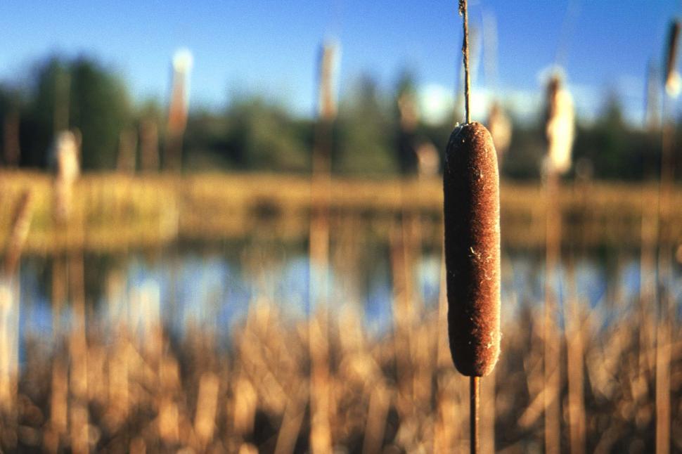 Free Image of Cattail Reed 