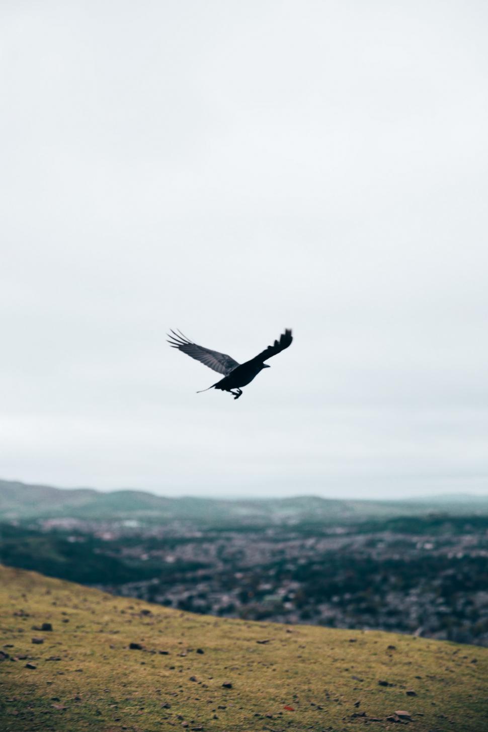 Free Image of A black crow flying 
