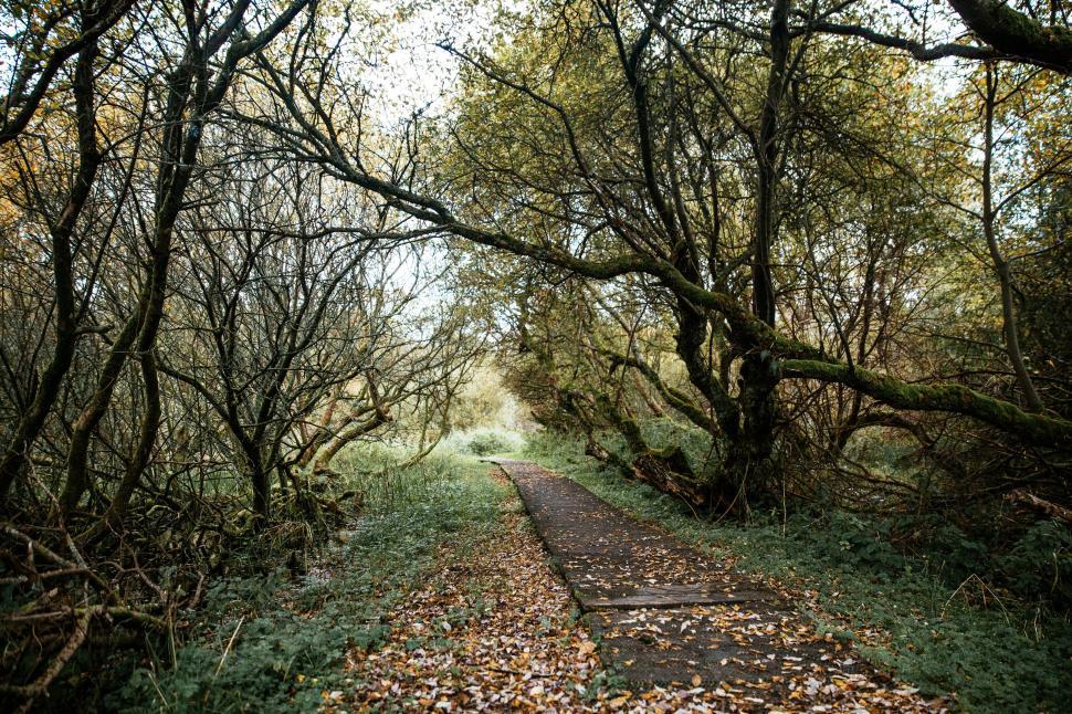 Free Image of A path in the forest 