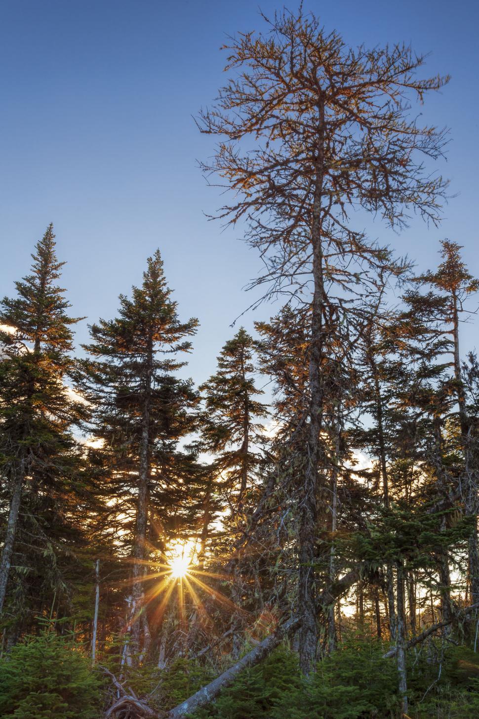 Free Image of Trees at sunset 
