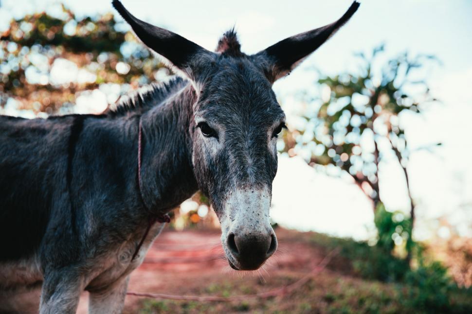 Free Image of Donkey 