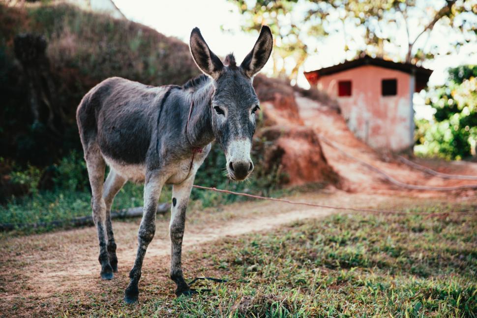 Free Image of Donkey in the outdoors 