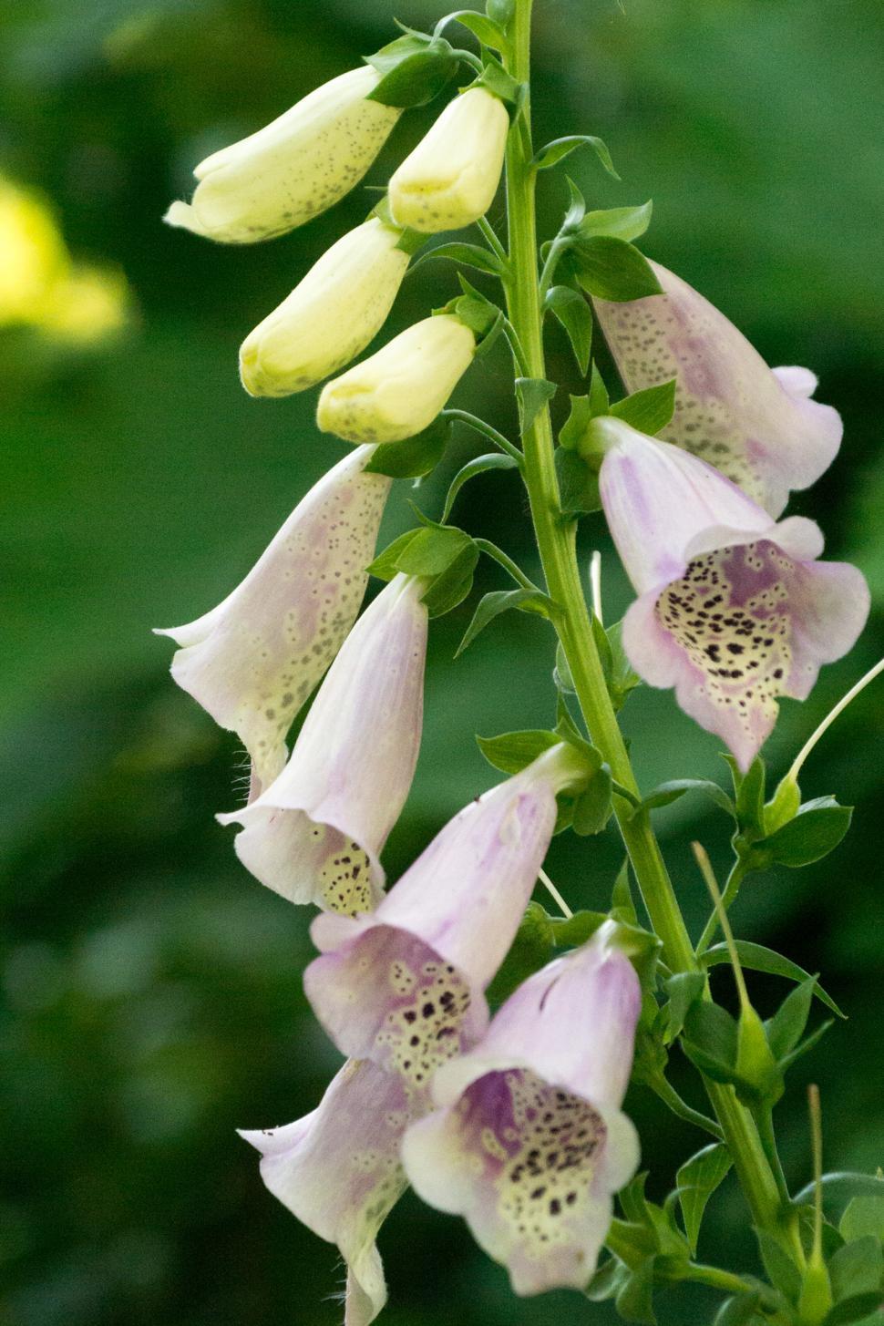 Free Image of Fox Glove Flowers in Bloom 