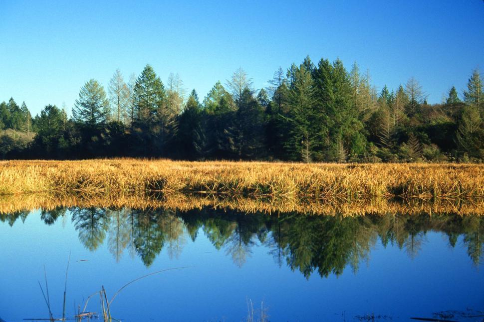 Free Image of Lake, reeds and trees 