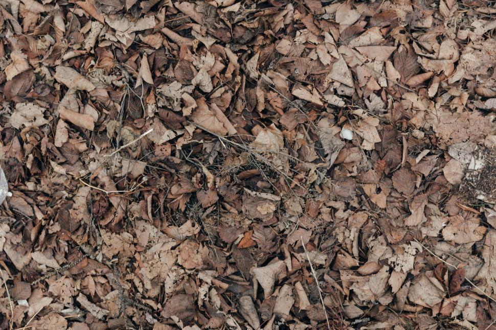 Free Image of Dead leaves texture on the ground 