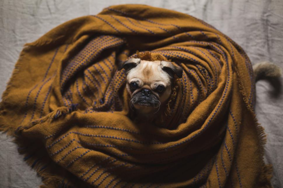 Free Image of View from above of a pug s head with its face upwards 