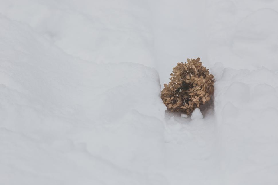 Free Image of Close up of dried flowers fallen on snow 