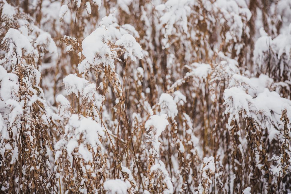 Free Image of A close up of snow on dried grass 