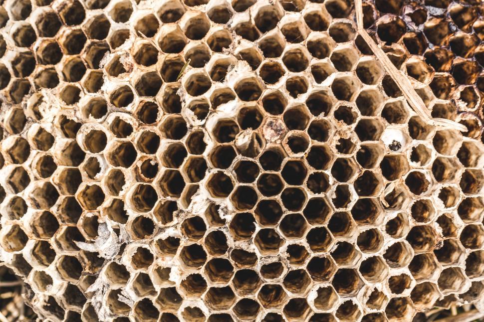 Free Image of Close up of wasp nest texture 