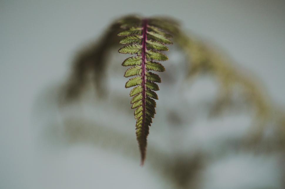 Free Image of Close up of a fern leaf 
