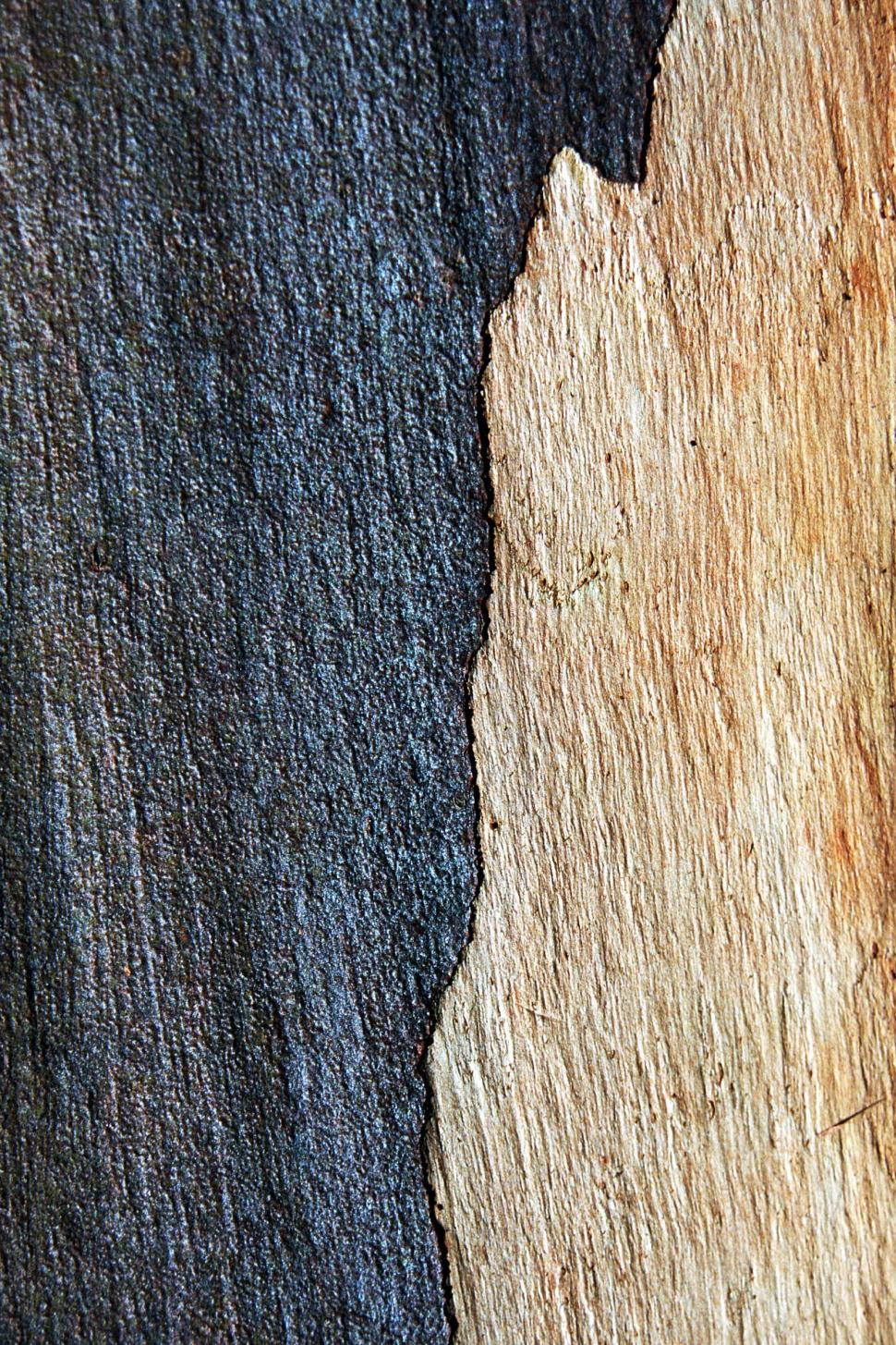 Free Image of Bark background 