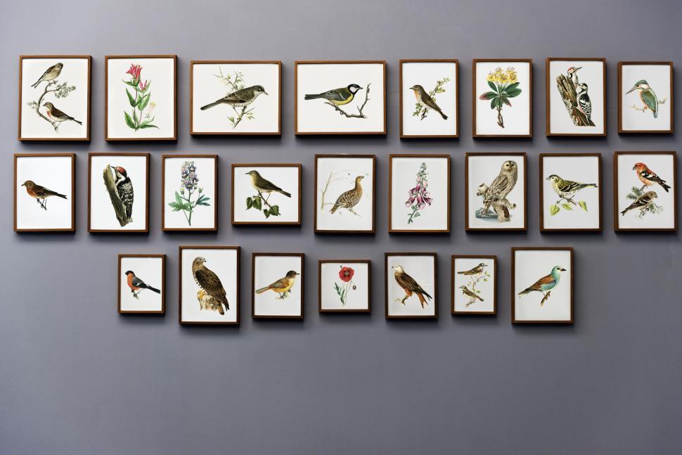 Free Image of An art gallery wall with paintings of birds and flowers 