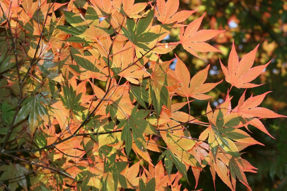 Free Image of Maple Leaves 
