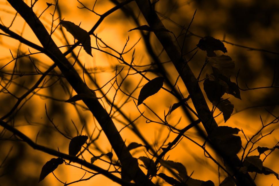 Free Image of Silhouette 