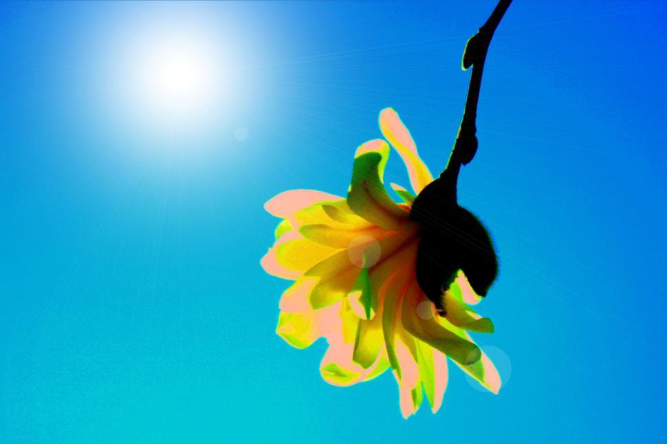 Free Image of Star Magnolia 