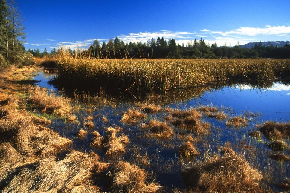Free Image of Marsh with reeds 