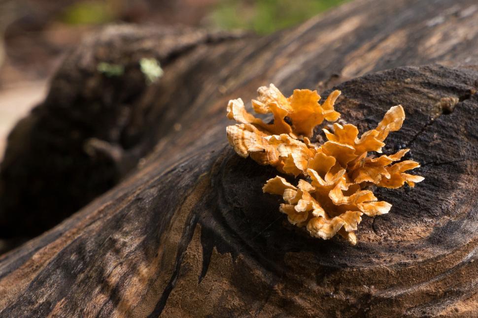 Free Image of Yellow Tree Fungi Grows from Cut Tree 