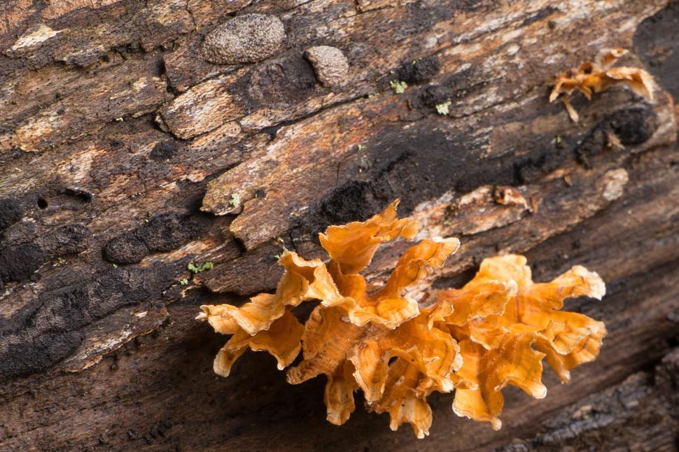 Free Image of Yellow Tree Fungi with Bark 