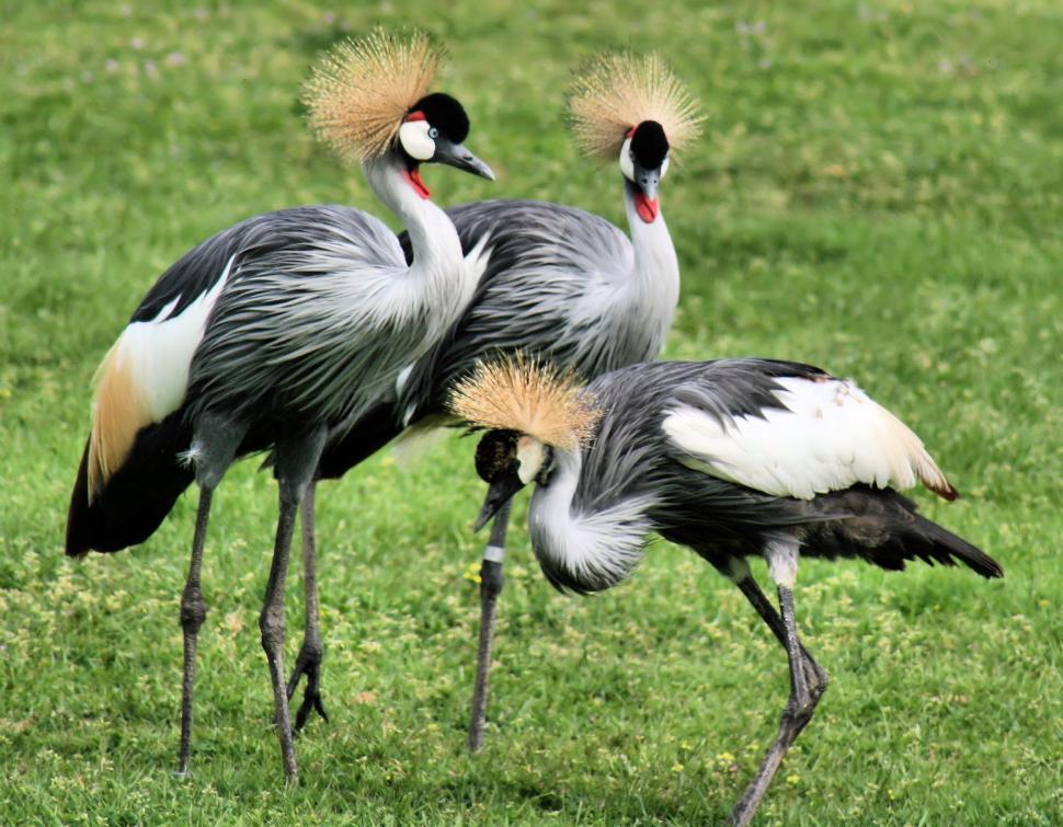 Free Image of Crowned Birds 