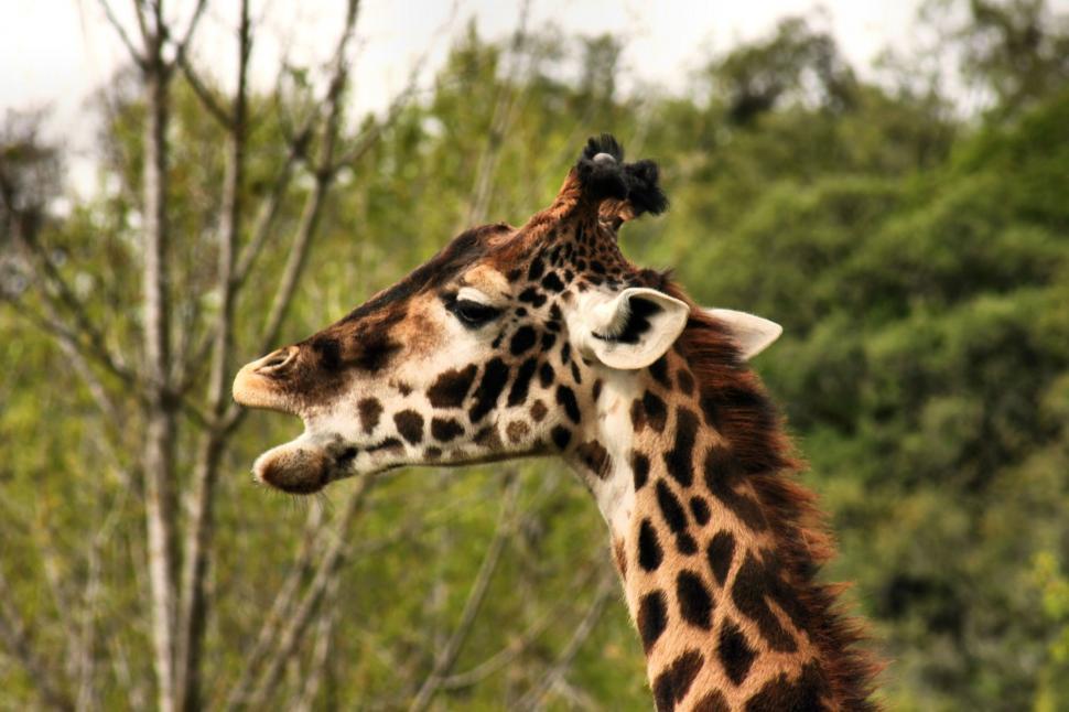 Free Image of Giraffe 
