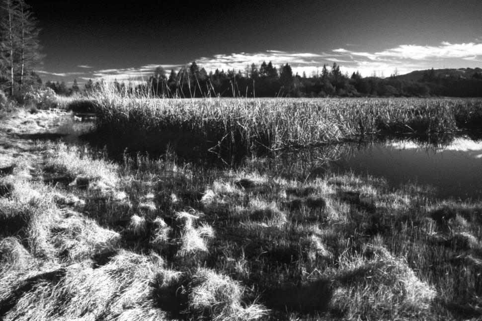 Free Image of Dramatic black and white of marsh 