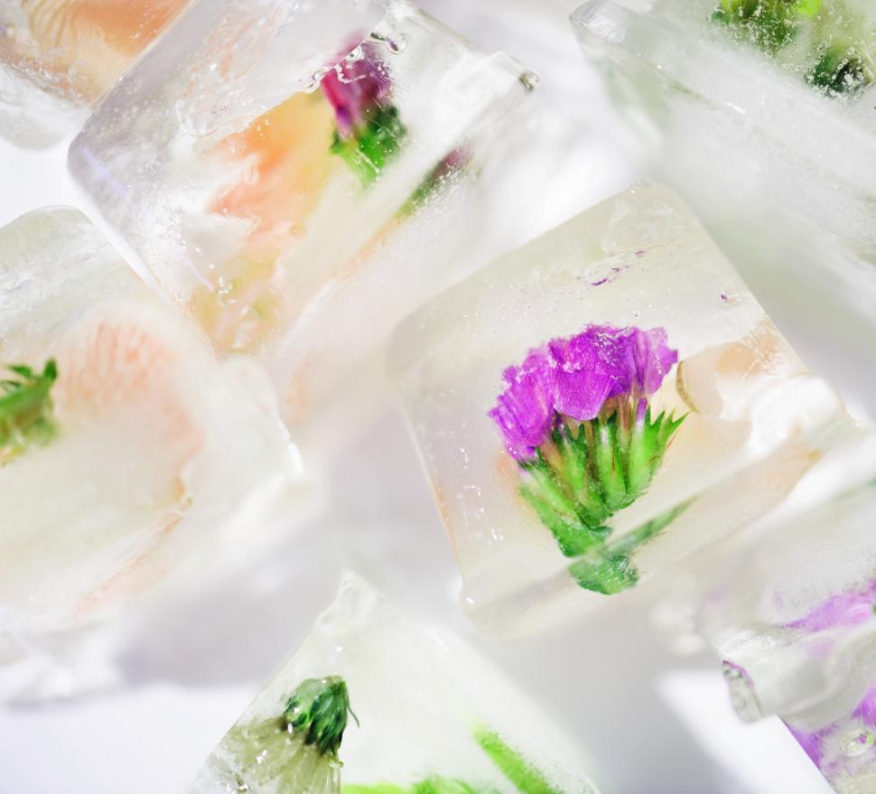 Free Image of Edible flower ice cubes 