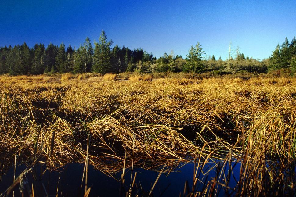Free Image of Dense marshland 